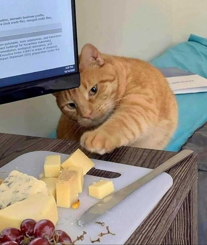 66 Funny Cats To Help You Forget All Your Worries For A Minute