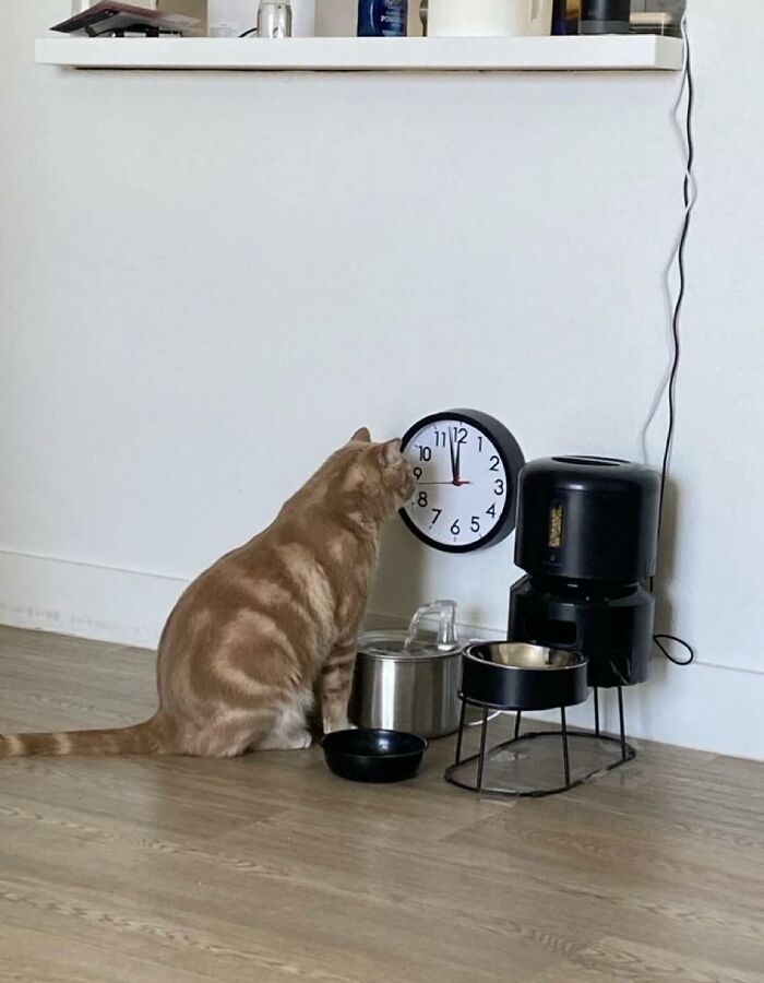 66 Funny Cats To Help You Forget All Your Worries For A Minute