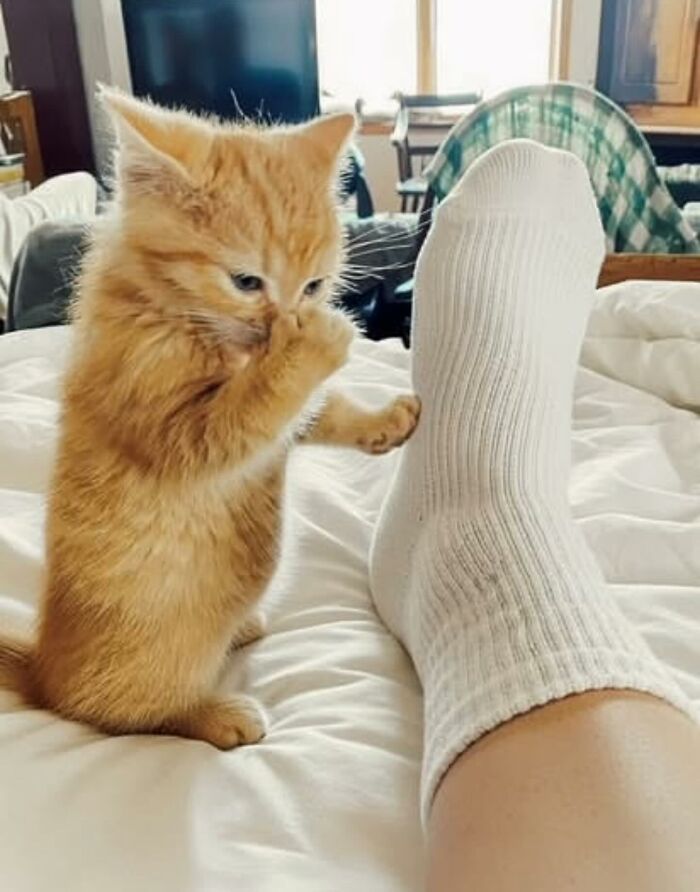 66 Funny Cats To Help You Forget All Your Worries For A Minute