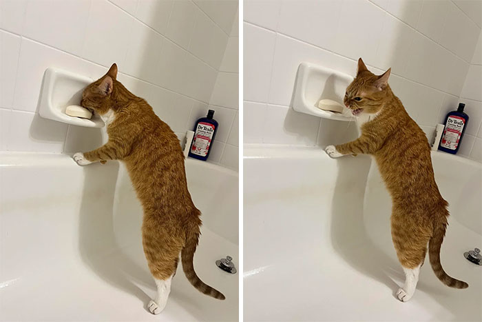 66 Funny Cats To Help You Forget All Your Worries For A Minute
