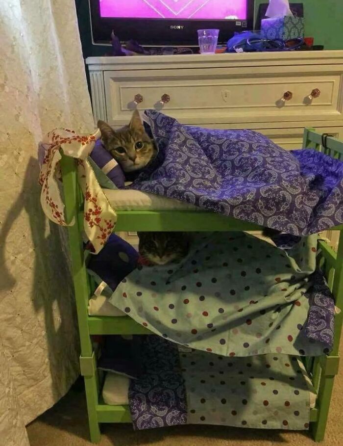 66 Funny Cats To Help You Forget All Your Worries For A Minute