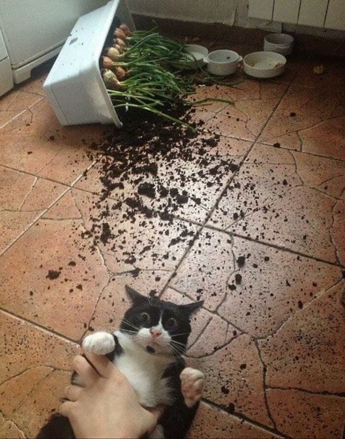 66 Funny Cats To Help You Forget All Your Worries For A Minute