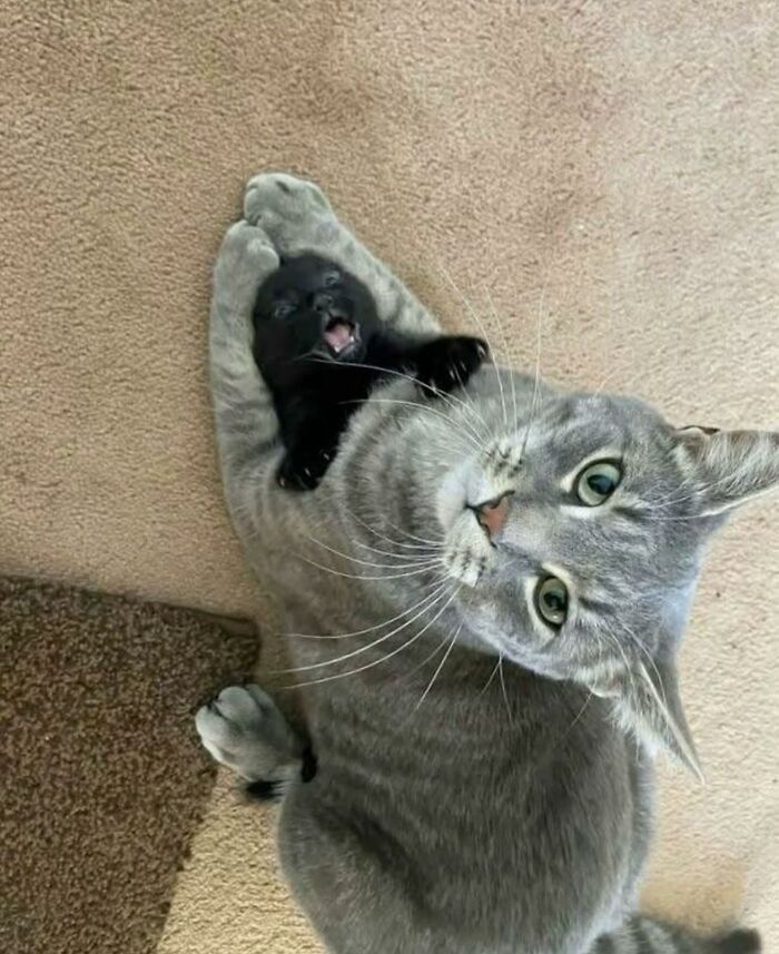 66 Funny Cats To Help You Forget All Your Worries For A Minute