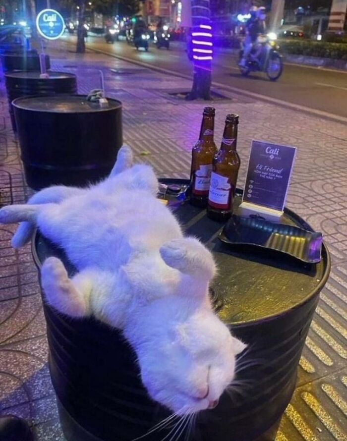 66 Funny Cats To Help You Forget All Your Worries For A Minute