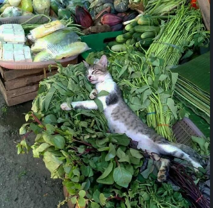 66 Funny Cats To Help You Forget All Your Worries For A Minute
