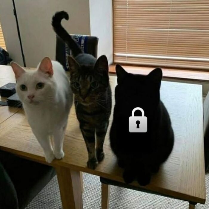 66 Funny Cats To Help You Forget All Your Worries For A Minute