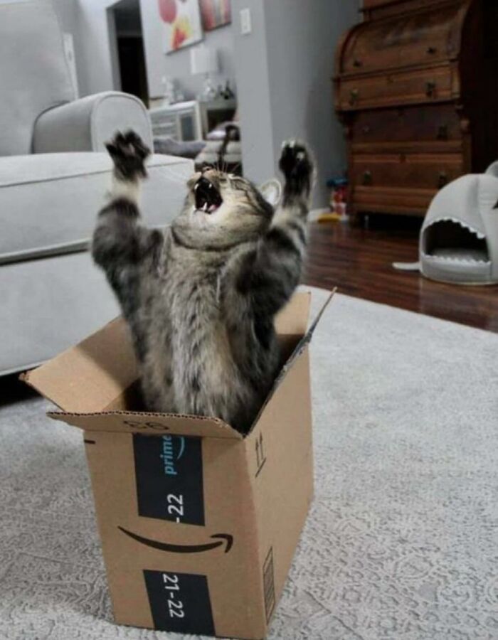 66 Funny Cats To Help You Forget All Your Worries For A Minute