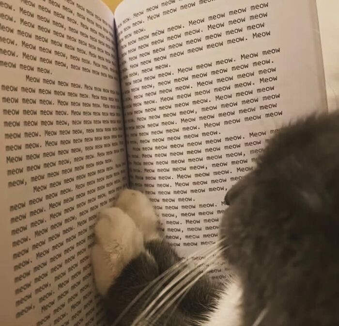 66 Funny Cats To Help You Forget All Your Worries For A Minute