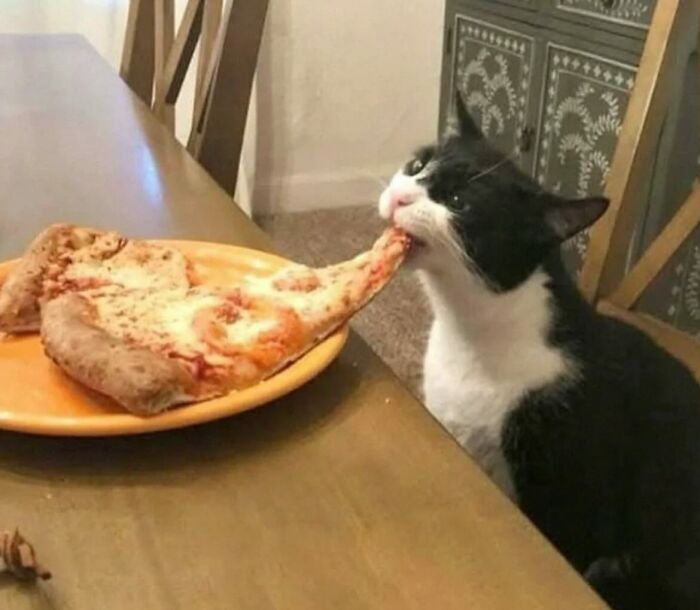 66 Funny Cats To Help You Forget All Your Worries For A Minute