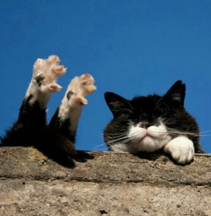66 Funny Cats To Help You Forget All Your Worries For A Minute