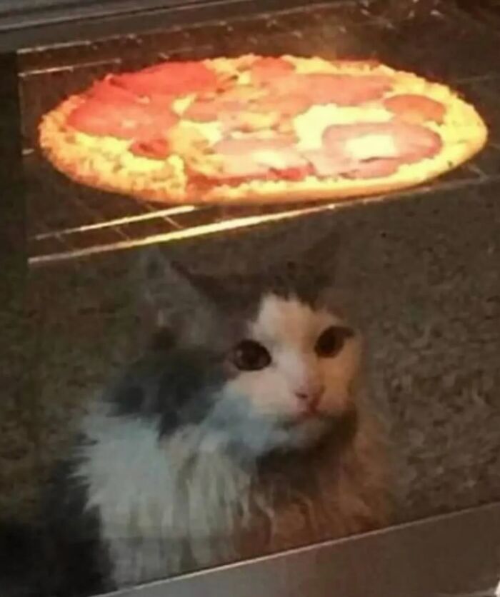 66 Funny Cats To Help You Forget All Your Worries For A Minute