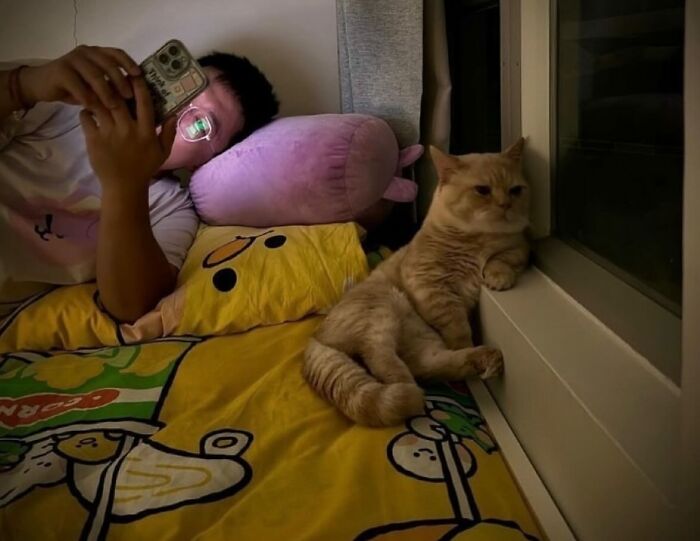 66 Funny Cats To Help You Forget All Your Worries For A Minute