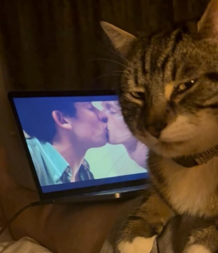 66 Funny Cats To Help You Forget All Your Worries For A Minute