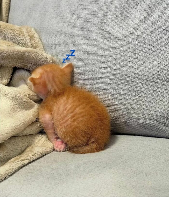 66 Funny Cats To Help You Forget All Your Worries For A Minute