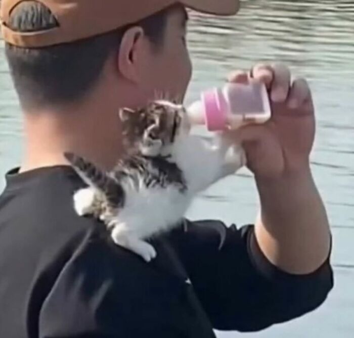 66 Funny Cats To Help You Forget All Your Worries For A Minute