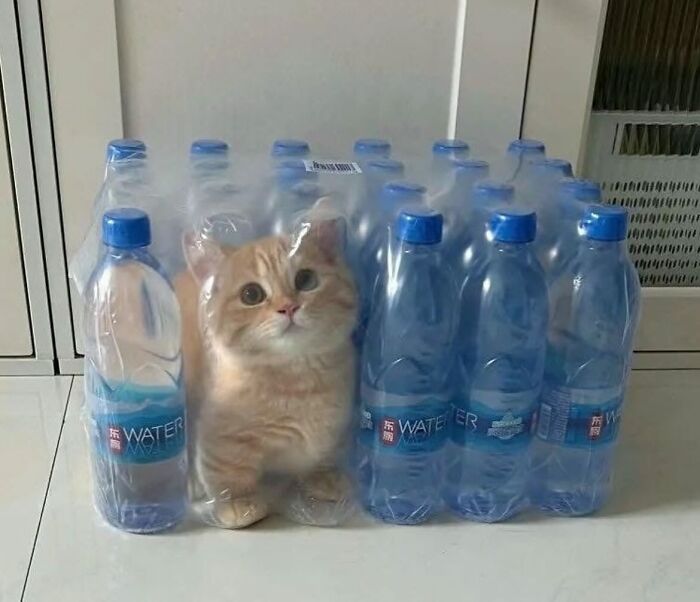 66 Funny Cats To Help You Forget All Your Worries For A Minute