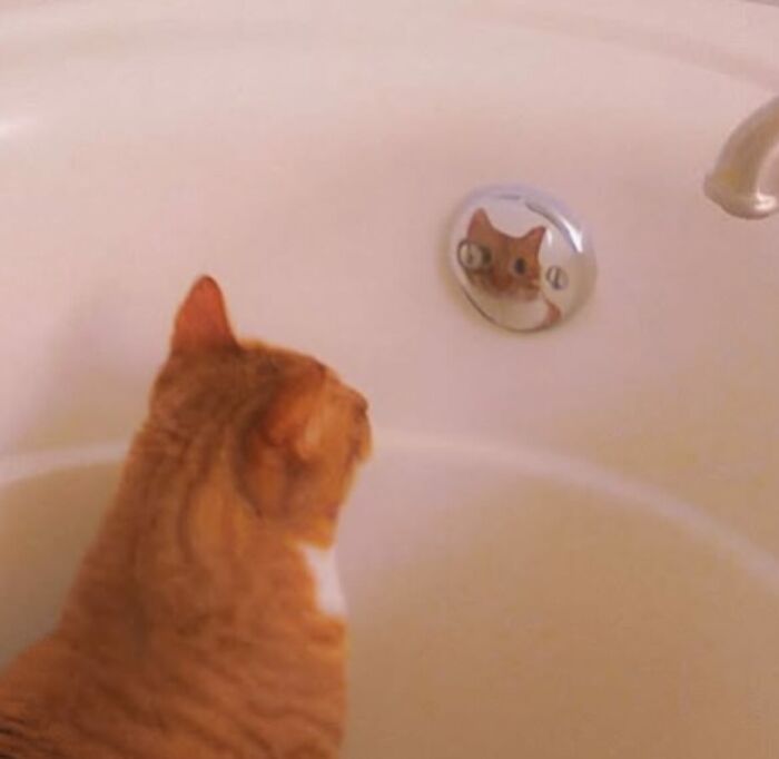 66 Funny Cats To Help You Forget All Your Worries For A Minute