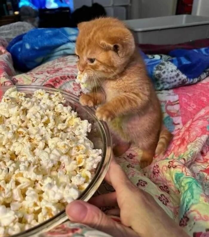 66 Funny Cats To Help You Forget All Your Worries For A Minute