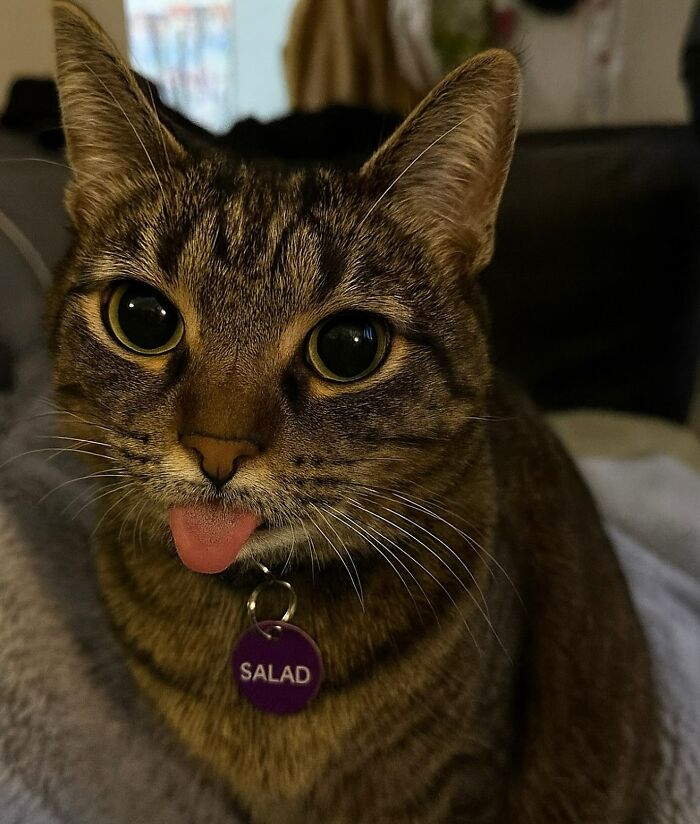 66 Funny Cats To Help You Forget All Your Worries For A Minute