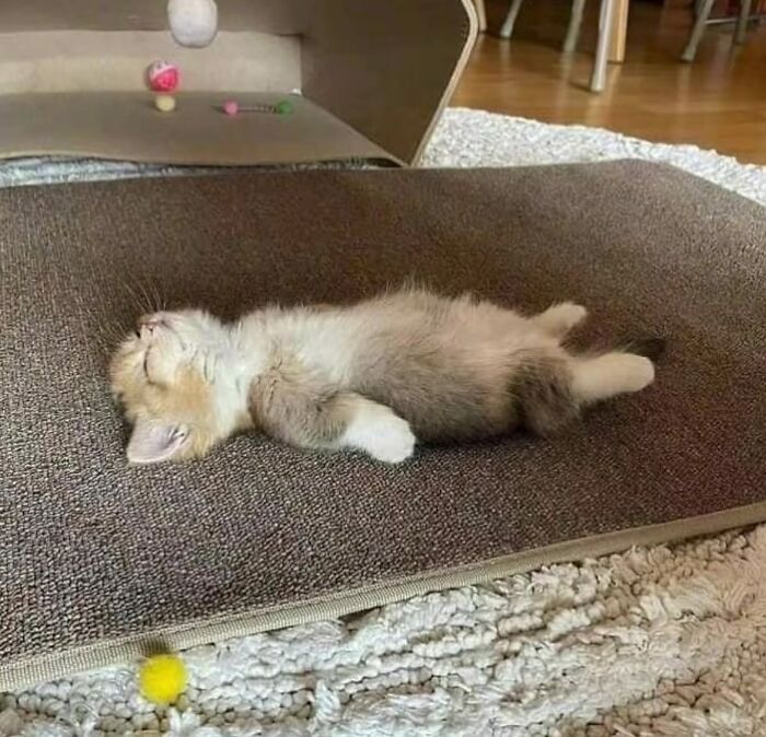66 Funny Cats To Help You Forget All Your Worries For A Minute