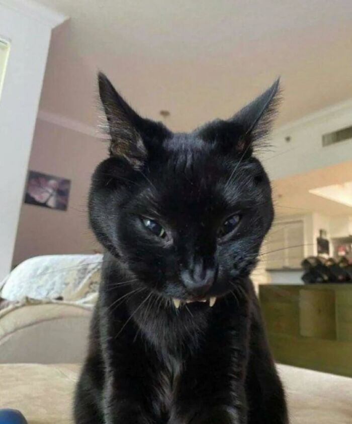 66 Funny Cats To Help You Forget All Your Worries For A Minute