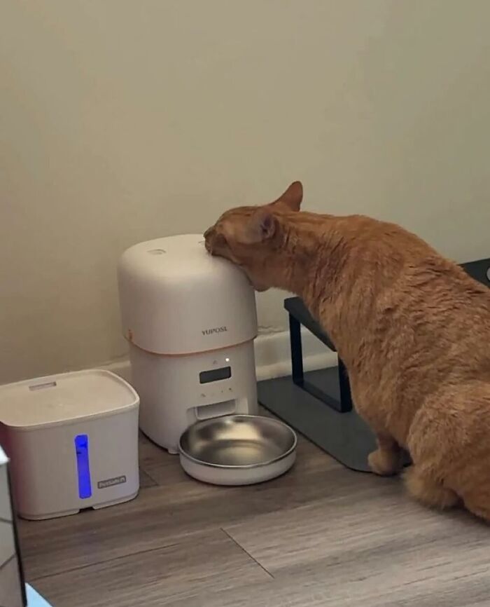 66 Funny Cats To Help You Forget All Your Worries For A Minute