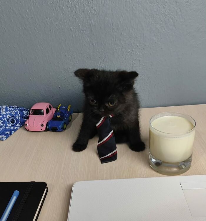 66 Funny Cats To Help You Forget All Your Worries For A Minute