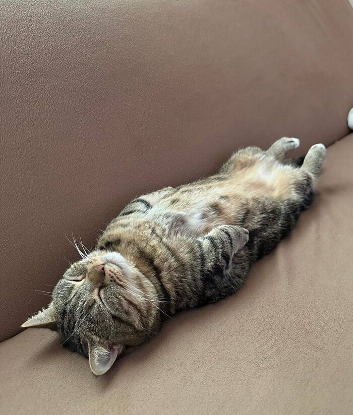66 Funny Cats To Help You Forget All Your Worries For A Minute