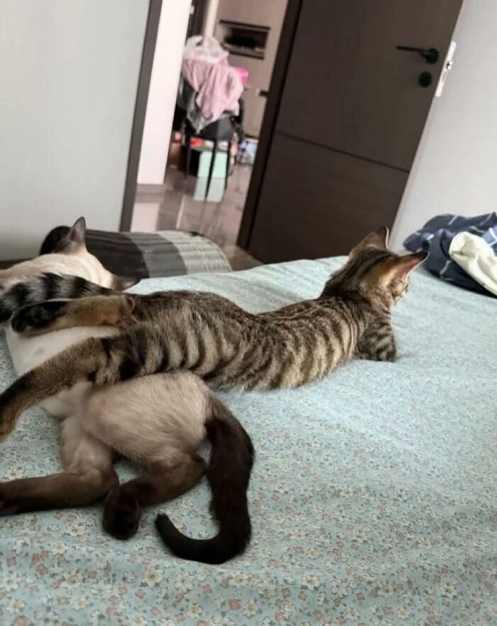 66 Funny Cats To Help You Forget All Your Worries For A Minute