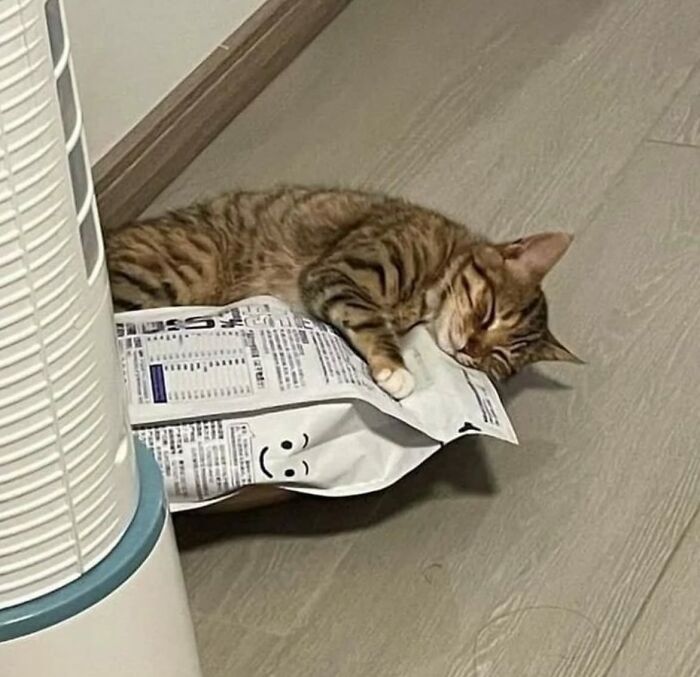 66 Funny Cats To Help You Forget All Your Worries For A Minute
