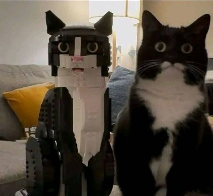66 Funny Cats To Help You Forget All Your Worries For A Minute