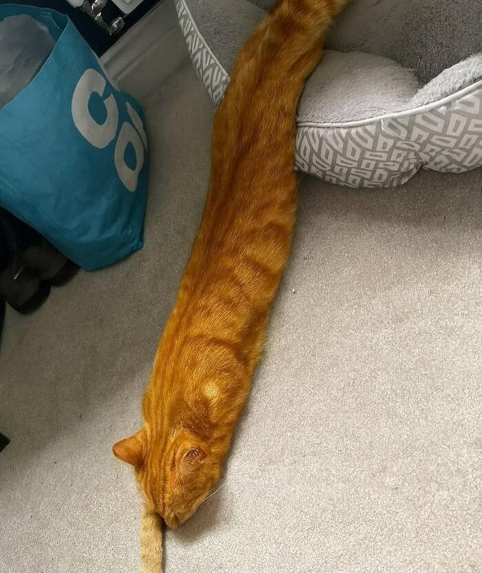 66 Funny Cats To Help You Forget All Your Worries For A Minute