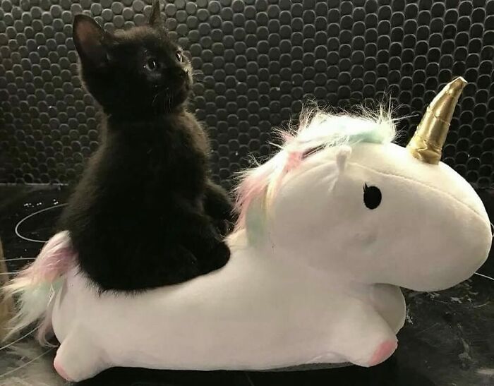 66 Funny Cats To Help You Forget All Your Worries For A Minute