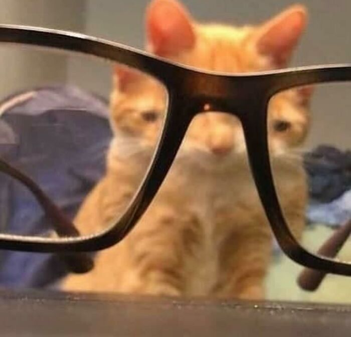 66 Funny Cats To Help You Forget All Your Worries For A Minute