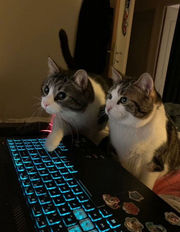 66 Funny Cats To Help You Forget All Your Worries For A Minute