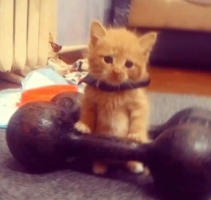 66 Funny Cats To Help You Forget All Your Worries For A Minute