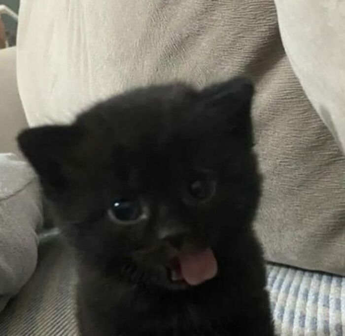 66 Funny Cats To Help You Forget All Your Worries For A Minute