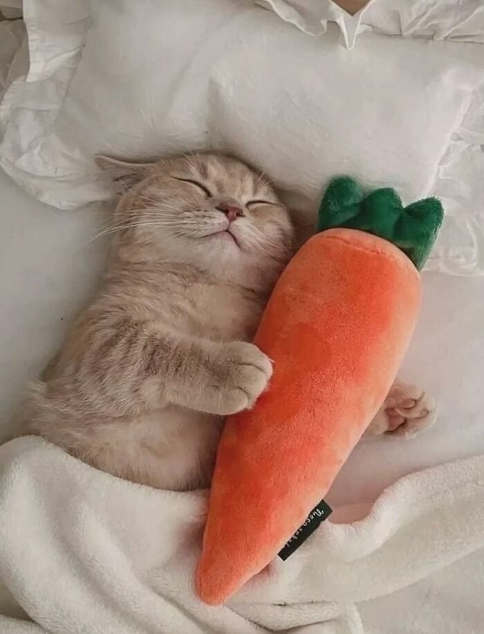 66 Funny Cats To Help You Forget All Your Worries For A Minute
