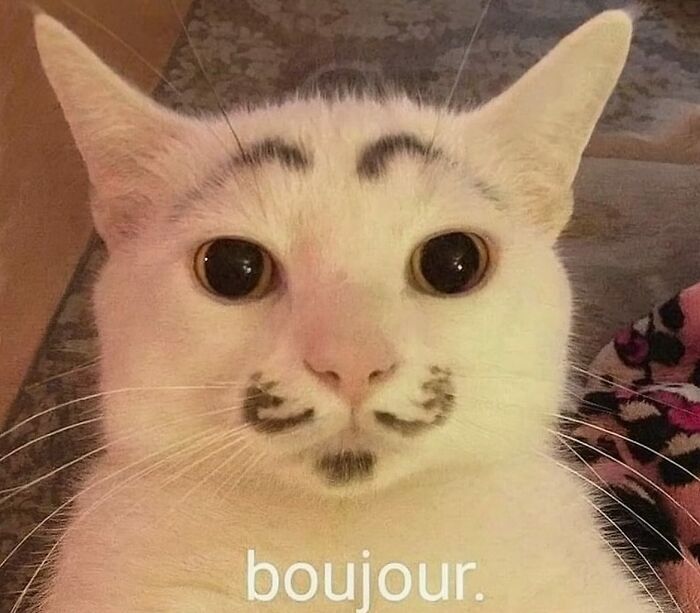 66 Funny Cats To Help You Forget All Your Worries For A Minute