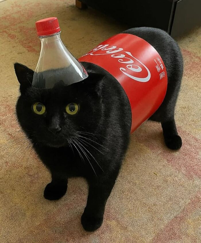 66 Funny Cats To Help You Forget All Your Worries For A Minute