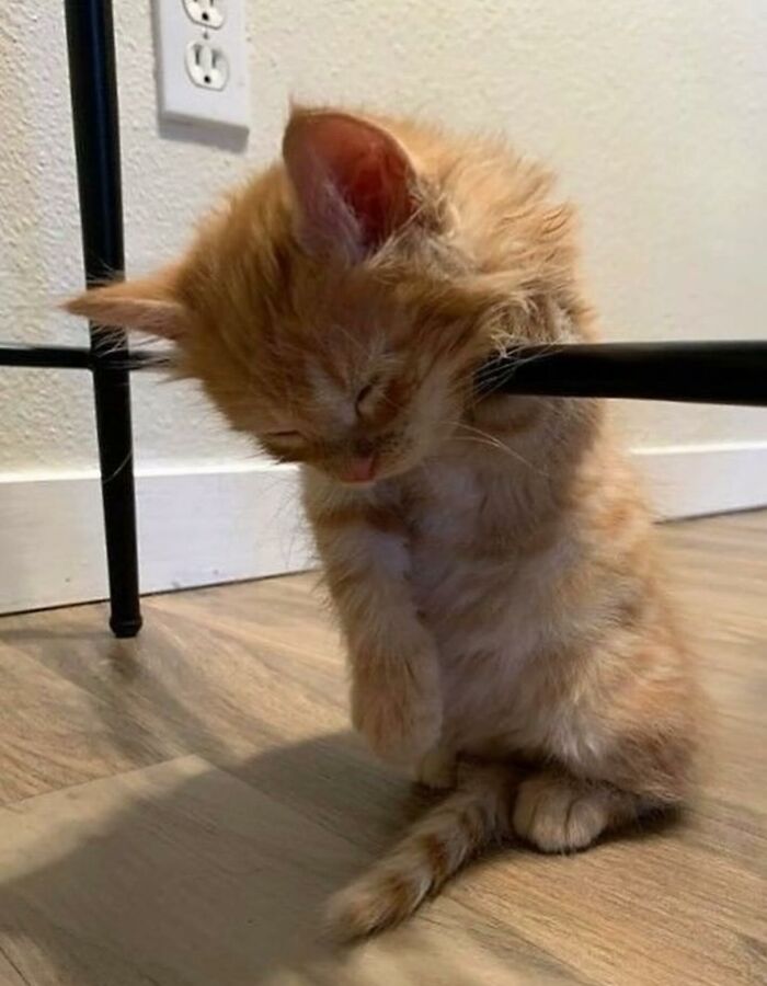66 Funny Cats To Help You Forget All Your Worries For A Minute