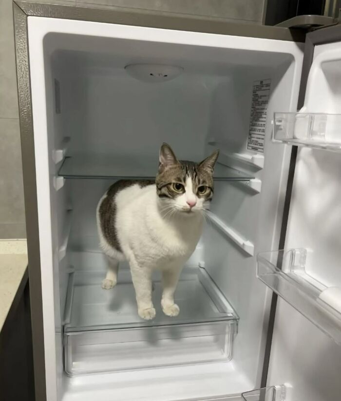 66 Funny Cats To Help You Forget All Your Worries For A Minute