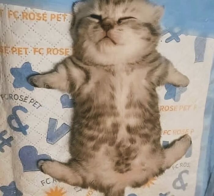 66 Funny Cats To Help You Forget All Your Worries For A Minute