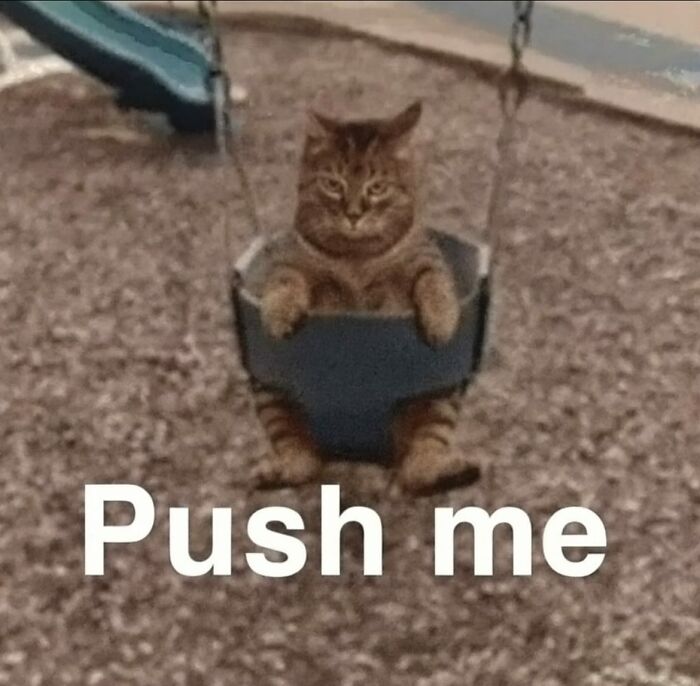 66 Funny Cats To Help You Forget All Your Worries For A Minute