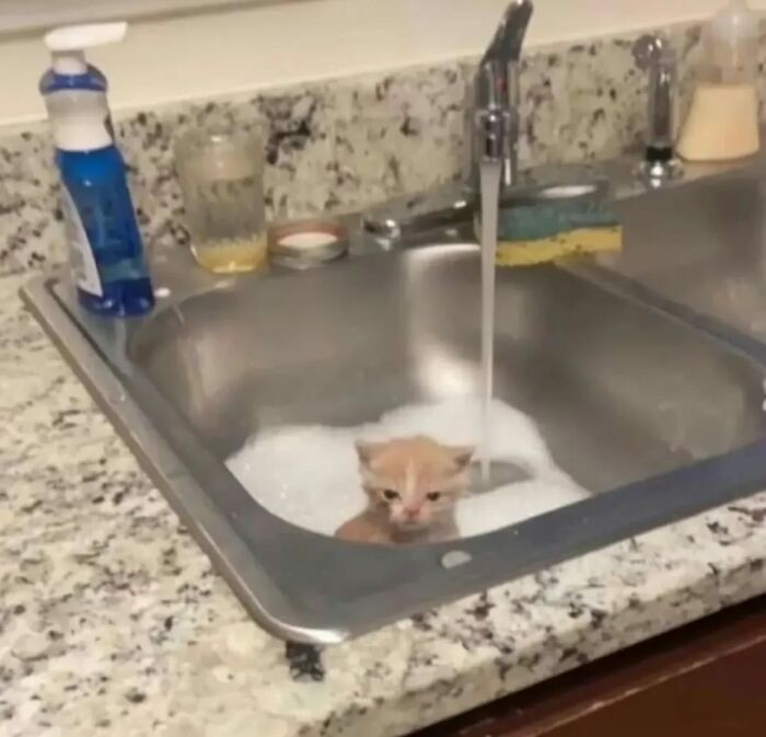 66 Funny Cats To Help You Forget All Your Worries For A Minute