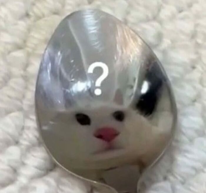 66 Funny Cats To Help You Forget All Your Worries For A Minute