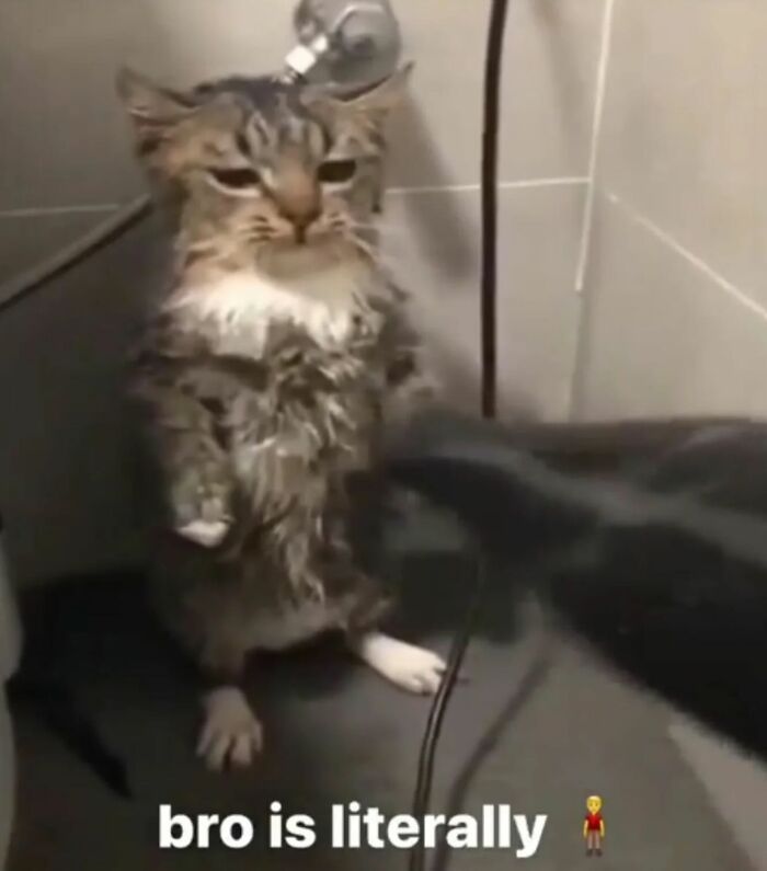 66 Funny Cats To Help You Forget All Your Worries For A Minute