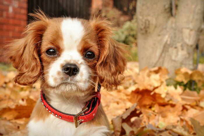 SIL Thinks Her “Therapy Dog” Is Welcome Anywhere, Gets Reality Check After It’s Banned From Fam BBQ