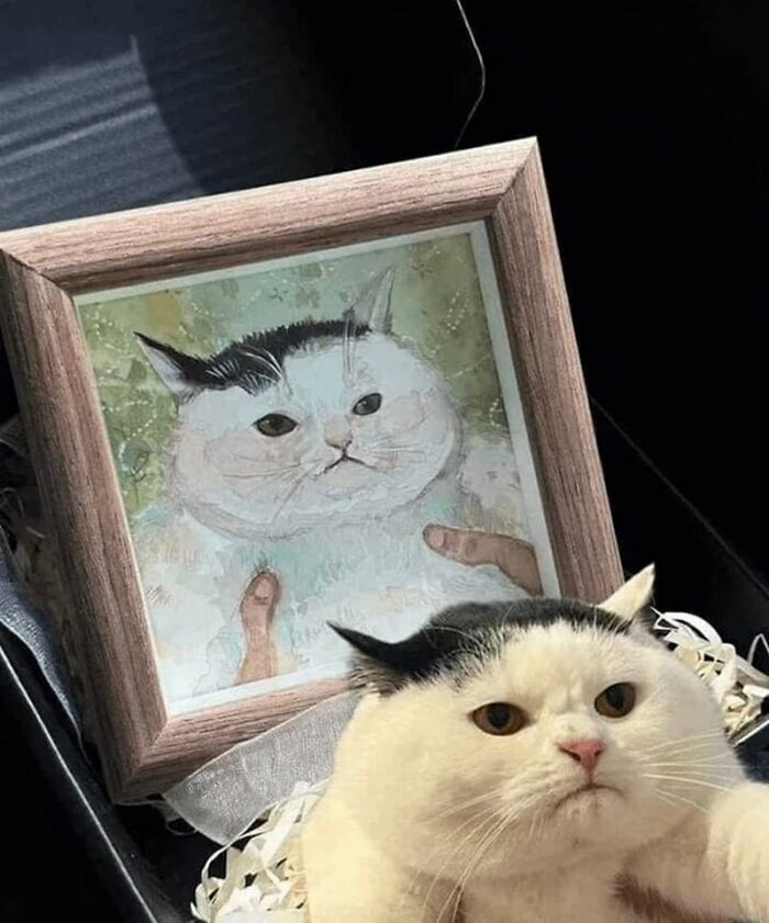 This Facebook Group Is The Place For Wholesome Animal Comedy, And These 38 New Photos Prove It
