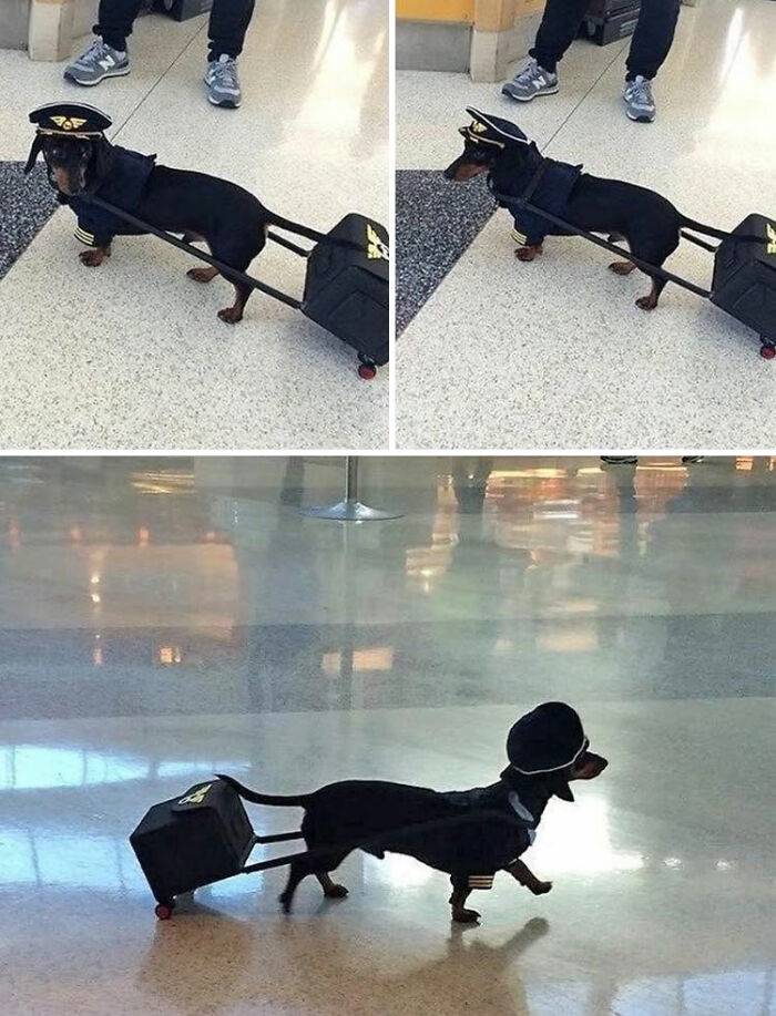 This Facebook Group Is The Place For Wholesome Animal Comedy, And These 38 New Photos Prove It